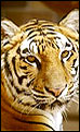 Rajasthan Wildlife Tours,Wildlife Tours India